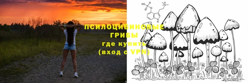 Галлюциногенные грибы Magic Shrooms  цена   Звенигород 